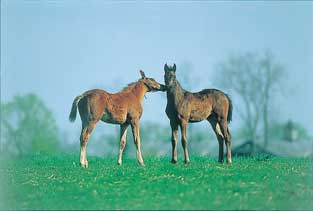 Foals playing - Foal Assist